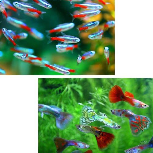 ネオンテトラ smサイズ 約2cm 7匹 ミックスグッピー 外産 約3cm 3ペア ネオンテトラ smサイズ 約2cm 7匹 ミックスグッピー 外産 約3cm 3ペア