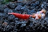SoShrimp 10 Painted Fire Red Shrimp - Neocaridina davidi Live Freshwater Aquarium Shrimp - 1/2 to 1 inch Long