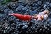 SoShrimp 10 Painted Fire Red Shrimp - Neocaridina davidi Live Freshwater Aquarium Shrimp - 1/2 to 1 inch Long