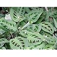 Hirt's Green Prayer Plant - Maranta - Easy to grow - 4" Pot