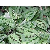 Hirt's Green Prayer Plant - Maranta - Easy to grow - 4" Pot