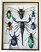 Real Mixed Beetle Cicada Scorpion Insect Boxed Framed Taxidermy Display Wood Box For Collectibles