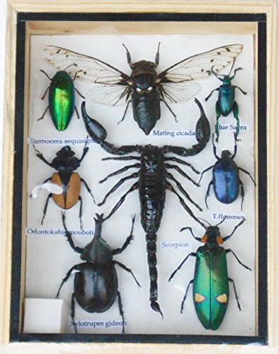 Real Mixed Beetle Cicada Scorpion Insect Boxed Framed Taxidermy Display Wood Box For Collectibles