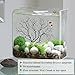 SunGrow Natural Aquarium Sea Fan Dramatic Piece of Aquarium Décor - Great for Fish Tanks, Terrariums, Plant Tanks, Art Projects, Wall Decor