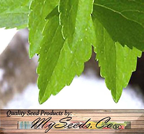 100+ STEVIA REBAUDIANA HERB SEEDS ~ SUGAR LEAF or SWEET LEAF ~ sugar substitute