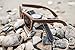 Viable Harvest Men’s Wood Walnut Watch with Matching Real Wooden Wayfarer Sunglasses and Gift Box
