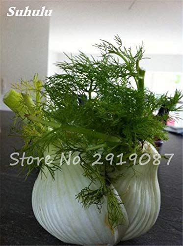 ASTONISH Seeds: 9: 100Pcs EU Fragrant Bulb Fennel Seeds Organic Vegetable Cooking SPS Anise Flavor Use in Soups, Salads, Stir-Fries 9 - Thumbnail 3