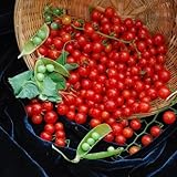 Matt's Wild Cherry Tomato Seeds