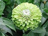 250 GREEN ENVY ZINNIA Elegans Heirloom Chartreuse