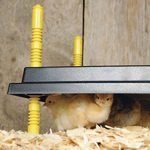 Premier Chick Brooder Heating Plate - 12" x 12"