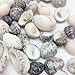 PEPPERLONELY Natural Sea Shells Nerite Snail Shells Mixed, 1/2 Inch to 1 Inch, 8 oz, Apprx 80+ Shells