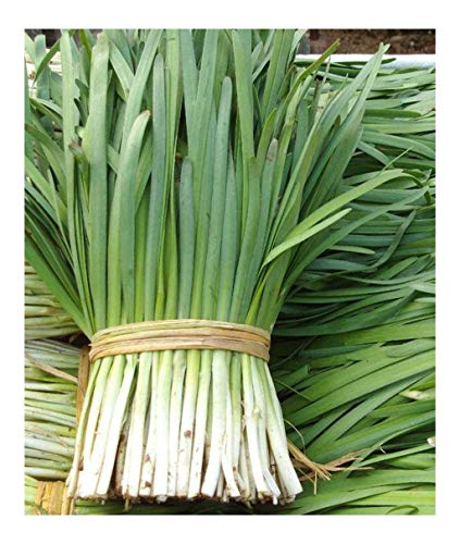 Chinese Leek Chinese Chive Garlic Chives Nira 600 Seeds Oriental Asian Chinese Original Package Vegetable Garden åŽŸè£…å½©åŒ…éŸ­èœç§å­è”¬èœç§å­