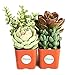 Shop Succulents | Portland Collection of Assorted Live Succulent Plants, Hand Selected Variety Pack of Mini Succulents in Moody Color Palette | Collection of 4