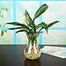 Outflower 1pc Clear Hydroponic Vase Transparent Hyacinth Glass Vase Desktop Plant Hydroponic Vase for Home/Office Decor