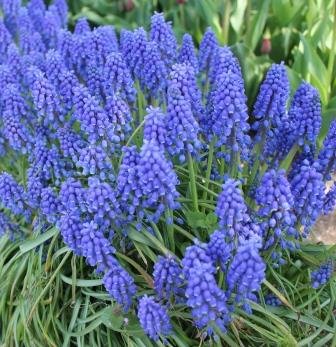 綺麗なアルメニア カム 最高の花の画像