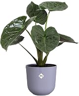 elho Jazz Round 26cm Purple Lavender Flower Pot 3 Year Warranty view 3