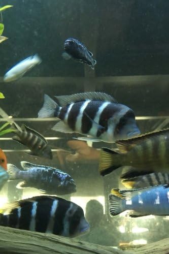 Frontosa and African Cichlid Fish in the Aquarium Journal: Take Notes, Write Down Memories in this 150 Page Lined Journal Paperback – June 23, 2017