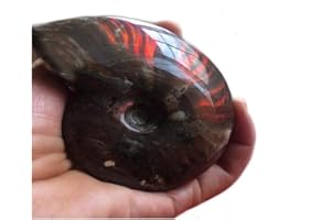 FOSSILHOME Rainbow Ammonite Conch Cleoniceras Iridesce Ammonite Fossil Ammolite Fossils from Madagascar Fidelity Color Natural Gemstone for Home Decor