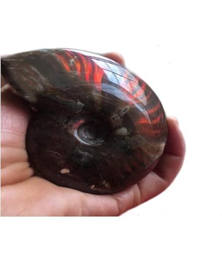 Minerale Naturale Per Feng Shui Fossili Del Madagascar Di Grandi Dimensioni, Pietre Naturali Di Esemplare Minerale Decorativo