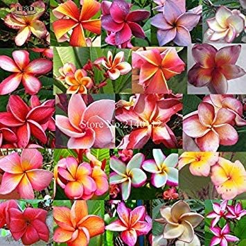GEOPONICS 60seeds: Plumeria Seeds Fresh Frangipani Seeds Rare Real Plumeria rubra Mix Seeds R15