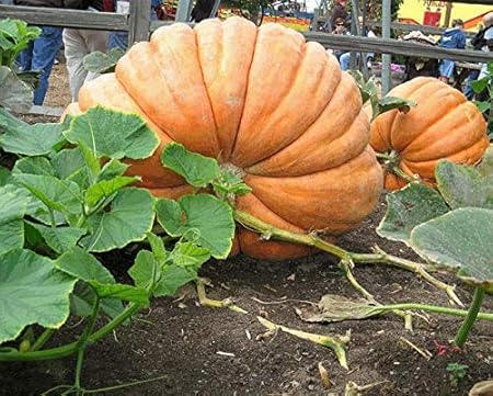 Seeds Point Hybrid Vegetable Seeds -50 Kg Yields Big Giant Pumpkin Seeds - 20 Seeds Pack