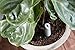 Scotts 71002 Gro Water Sensor (Gro Hub Required And Sold Separately)