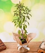 Tulsi Seeds Holy Basil Ocimum Sanctum 100+ Rama Tulsi Brand Generic view 5
