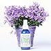 Sacred Sage Smokeless Mist By Medicine Flower - 4 Ounce