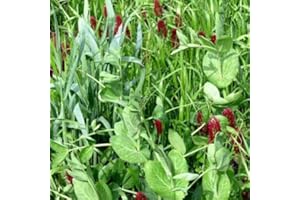Outsidepride Gardenway Cover Crop Seeds - 5 lbs Nutrient-Rich Seed Mix for Soil Health Improvement & Home Gardens - Mixture of Triticale, Peas, Oats, Vetch, Annual Ryegrass, Crimson Clover