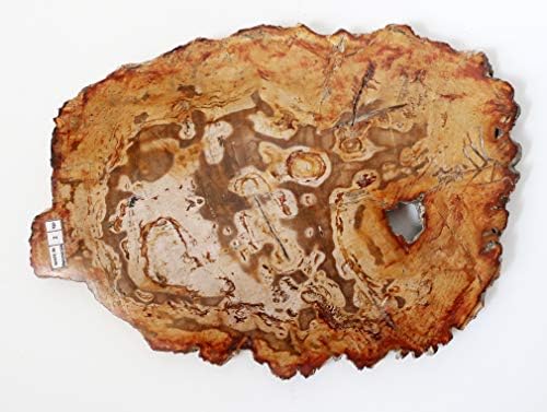 Double Duck Petrified Wood Fossil 45 cm x 19 cm x 2 cm, Weight 3.3 kg Polished Green/Blue - Cobalt
