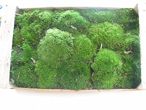 1 Kiste bollenmoos ca 2,00 - 2,50 kg Polstermoos naturgrün – Bild 4