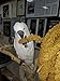 Birds LOVE Wholesome & Lovely Spray Millet Non-GMO (No Stems Only Edible Tops) for Parrots Birds Cockatiel Lovebird Parakeets Finch Canary All Parrots Healthy Treat - 5lbs