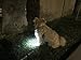 Dog Light, Dog Collar Light, Bubba's Leash Light - for Dog Walks & Backyard Monitoring. Attach to Leash, Dog Collar, Harness. for Small & Large Dogs. (2 Options)