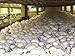 28gr/1(oz.) WHITE-BUTTON mushroom-spores-mycelium-on-dried-seeds