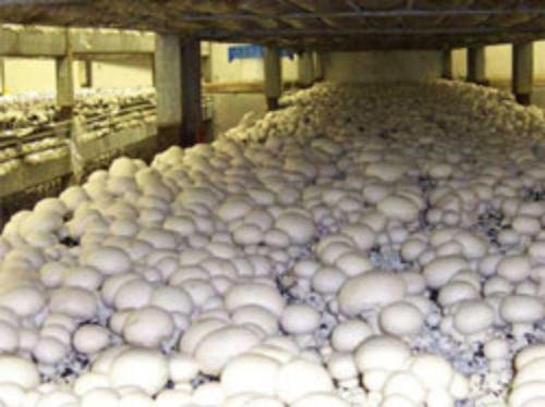 28gr/1(oz.) WHITE-BUTTON mushroom-spores-mycelium-on-dried-seeds 28gr/1(oz.) WHITE-BUTTON mushroom-spores-mycelium-on-dried-seeds