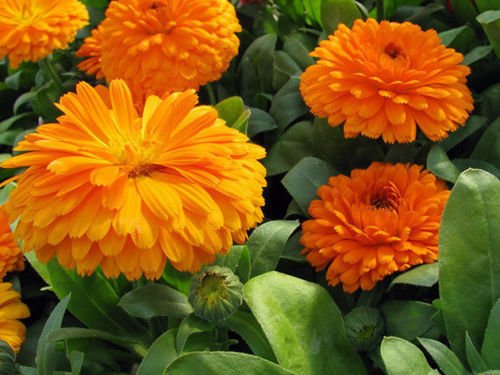 Organic Flower Seeds Calendula"Terry Mix" Natural Pot Marigold Plant from Ukraine. - Image 3