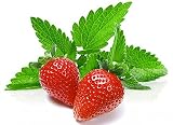 100+ ORGANICALLY Grown Strawberry Mint Seeds Heirloom Non-GMO Fragrant Rare! Fragrant, US Grown!