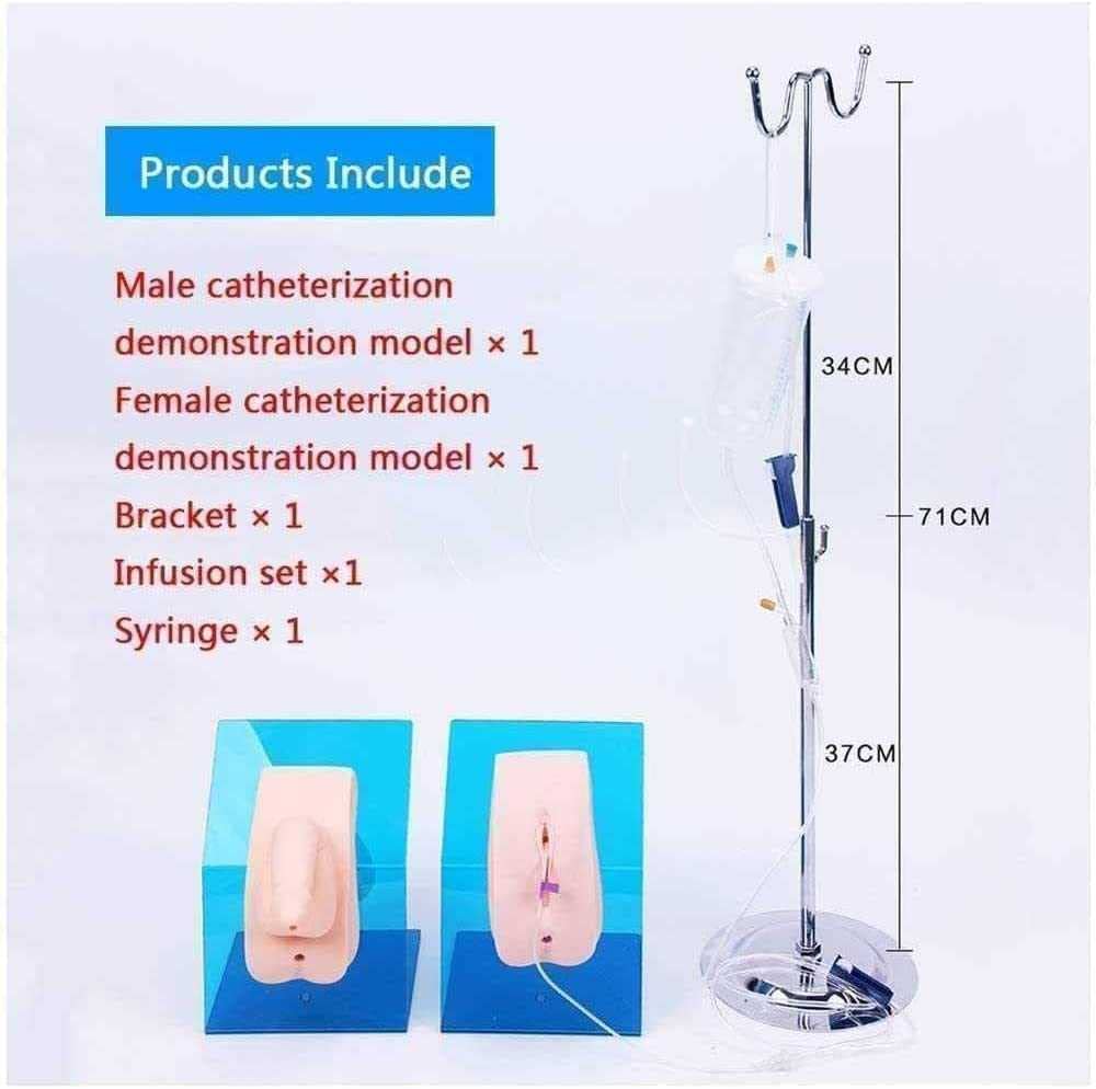 Male Catheterization Simulator Trainer - Basic Light Skin Model - View #3
