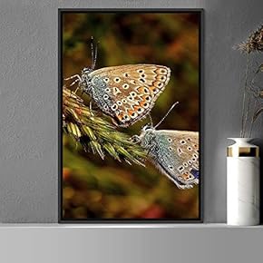 signwin Framed Canvas Wall Art Butterflies Butterfly Colorful...