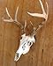 The Taxidermists Woodshop European Mount Skull Hanger