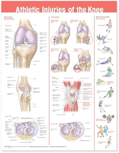Download Athletic Injuries of the Knee Anatomical Chart PDF