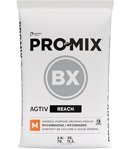 P.Majus mix 株分 P.Majus mix 株分 P.Majus mix 株分 P.Majus mix 株分 P. bifurcatum