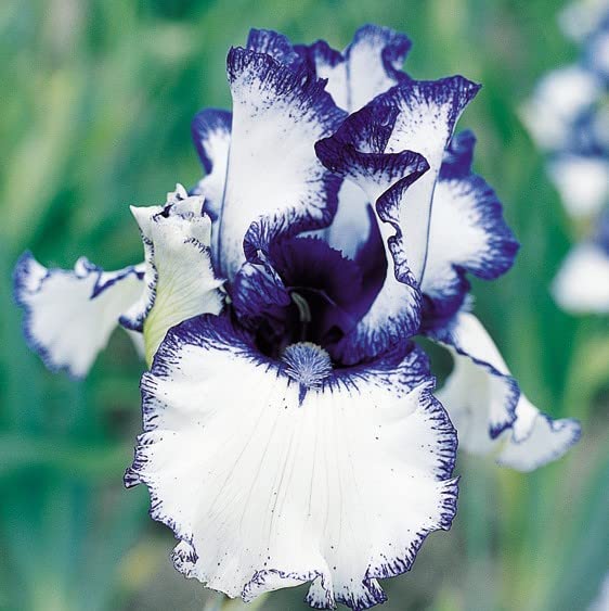 35 Rare Heirloom Iris Seeds - Multi-Variety Colorful Blooms for Garden - Easy to Grow