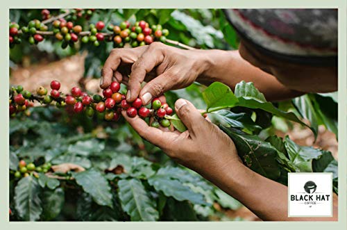 BLACK HAT COFFEE House Blend – Premium Filter-Kaffee aus Robusta- und Arabica-Bohnen – 500 g Röst-Kaffee gemahlen – Bild 7