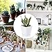 Greenaholics Succulent Pot - 5.1 Inch Square Ceramic Planter with Saucer, Flower Pot for Indoor Plant, with Drainage Hole, White