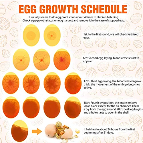 Schierlampe für Hühnereier, Schierlampe Ei Candler Zucht Ei Fruchtbarkeitsprüfer, Hochintensives Kühles LED Licht Dual Power Egg Candler Tester Eier Inkubatorlampe Candler Tester Beleuchtung – Bild 3