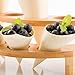 Restaurantware 5 Inch Food Cones 200 Sustainalbe Serving Cones - Durable For Appetizers And Charcuterie Pinewood Disposable Cones Holds Wedding Confetti And Petals