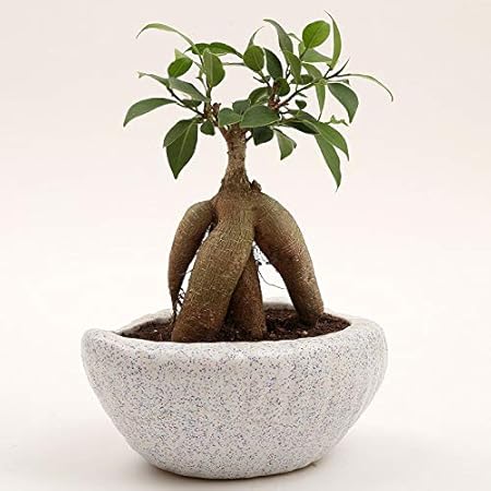 Ferns N Petals Bonsai Plant In Ceramic Pot 3.5 x 8 Inches