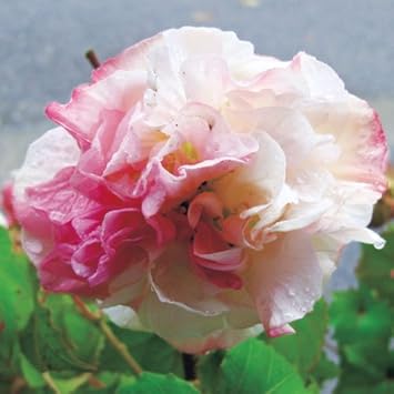 Amazon くすだま咲き酔芙蓉 スイフヨウ の苗 2年生 花 Amazon くすだま咲き酔芙蓉 スイフヨウ の苗 2年生 花