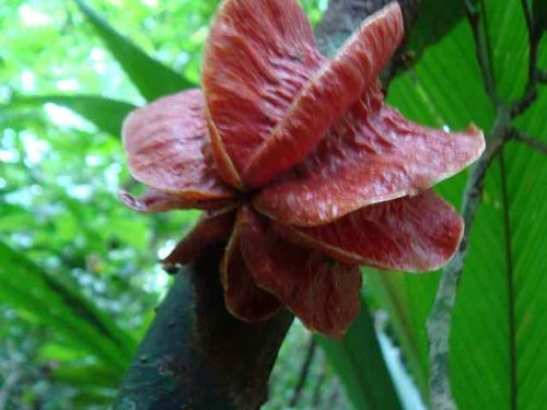 6 seeds of Carpotroche platyptera, rare tropical shrub